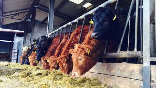 North/south R3 heifer beef price difference jumps to nearly €100