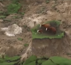Video: Cattle left stranded following earthquake in New Zealand