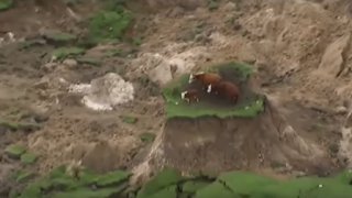 Video: Cattle left stranded following earthquake in New Zealand