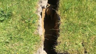 Lamb rescued after being trapped in New Zealand earthquake chasm