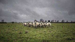 20 sheep reported stolen from a farm in the North