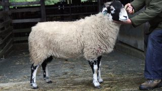 Swaledale ram sells for over €100,000 at annual sale