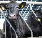 Farm groups in the North respond to TB report which calls for badger cull
