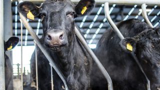 Farm groups in the North respond to TB report which calls for badger cull