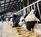 Four key factors that will influence the direction of the 2017 beef market