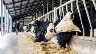 Four key factors that will influence the direction of the 2017 beef market