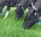 Increase in grass growth in the North, despite volatile season