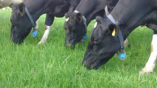 Getting Greener Grass: Are you ready for turnout?