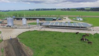 Kiwi dairy operation which milks over 3,000 cows to go under the hammer