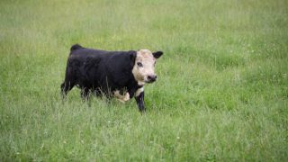 New Zealand bull could blow world’s smallest bull competiton wide open