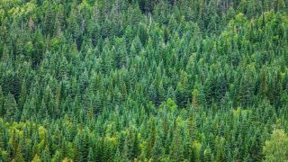 ‘Forestry returns have the potential to enhance farm financial fitness’