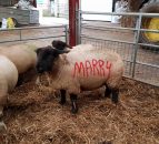 Romantic sheep farmer pulls off unique marriage proposal