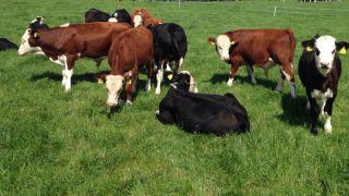 Calf health event to focus on the key stages of calf-to-beef system