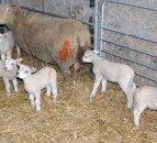 Quintuplets born to Charollais ewe on Tyrone farm