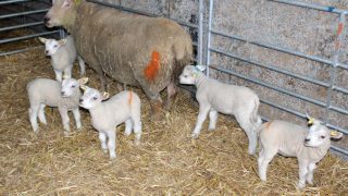 Quintuplets born to Charollais ewe on Tyrone farm