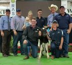Holstein heifer calf sells for over €175,000 in Australia