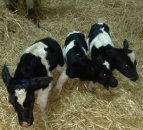 Pics: Triplet calves get 2017 calving season off to a start on one farm