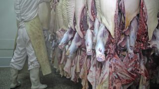 ‘Major hygiene failings’ at 25% of abattoirs in the UK