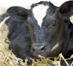 Protecting animal health in Scotland