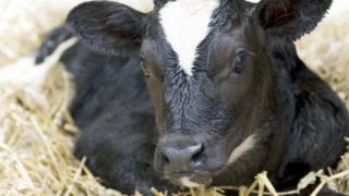 Protecting animal health in Scotland