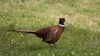 Another case of bird flu identified in the UK