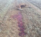 Two red deer found shot by poachers on protected lands