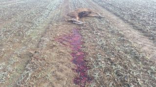 Two red deer found shot by poachers on protected lands
