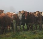 New technology aims to tackle livestock thefts