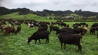 A 15-year journey – From Co. Monaghan to milking 480 cows in New Zealand