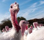 Bird flu case confirmed in a commercial turkey flock in the UK