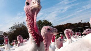 Bird flu case confirmed in a commercial turkey flock in the UK