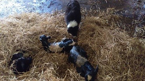 triplets2
