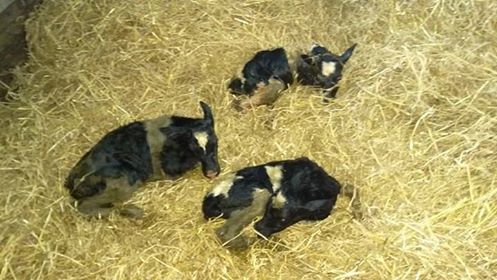 triplets3