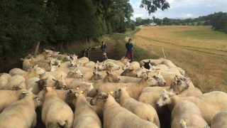 ‘Highly prolific flock’ of 200 ewes to be sold in dispersal sale