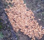 Video: 1,000 abandoned chicks 'put to sleep' in the UK due to bird flu risk