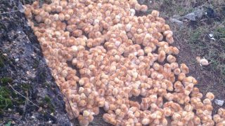 Video: 1,000 abandoned chicks ‘put to sleep’ in the UK due to bird flu risk