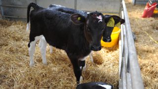 Calf housing critical for best performance of dairy herd