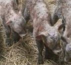 Farmer left dumbfounded after birth of quadruplet heifer calves