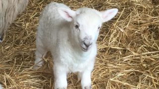 Schmallenberg outbreaks on the increase in England