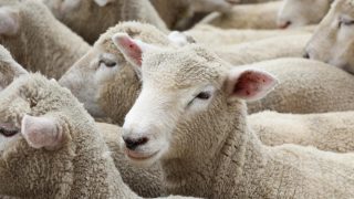 High lamb prices force Australian factories to close