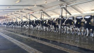 Pics: Milking 22,500 cows in the Saudi Arabian desert