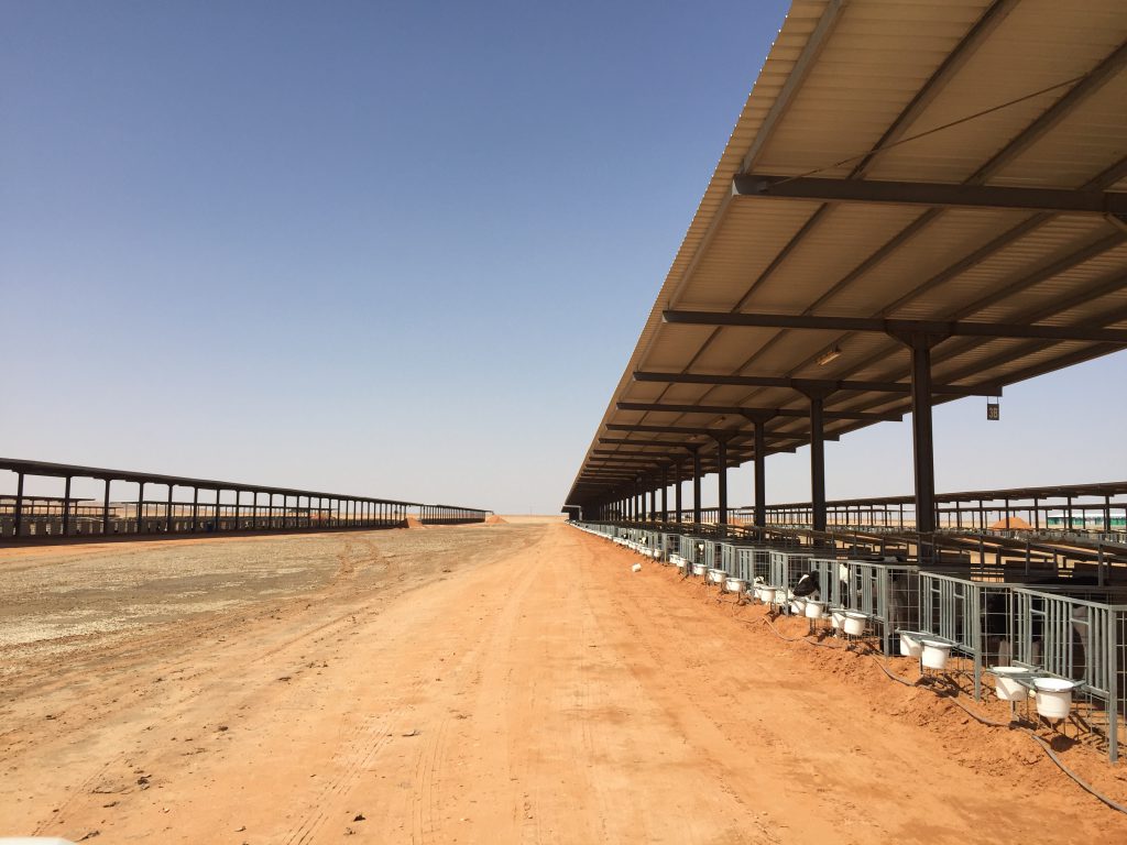 almarai-7