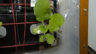 Astronauts have grown cabbage on the International Space Station
