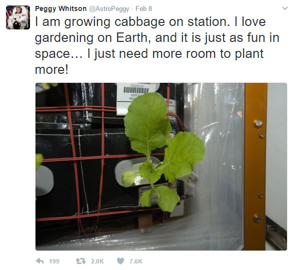 cabbage in space tweet