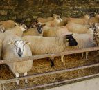 Brexit: AHDB warns farmers to prepare based on the little they do know