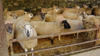 Study reveals sheep farmers are ‘hesitant’ to seek the help of vets