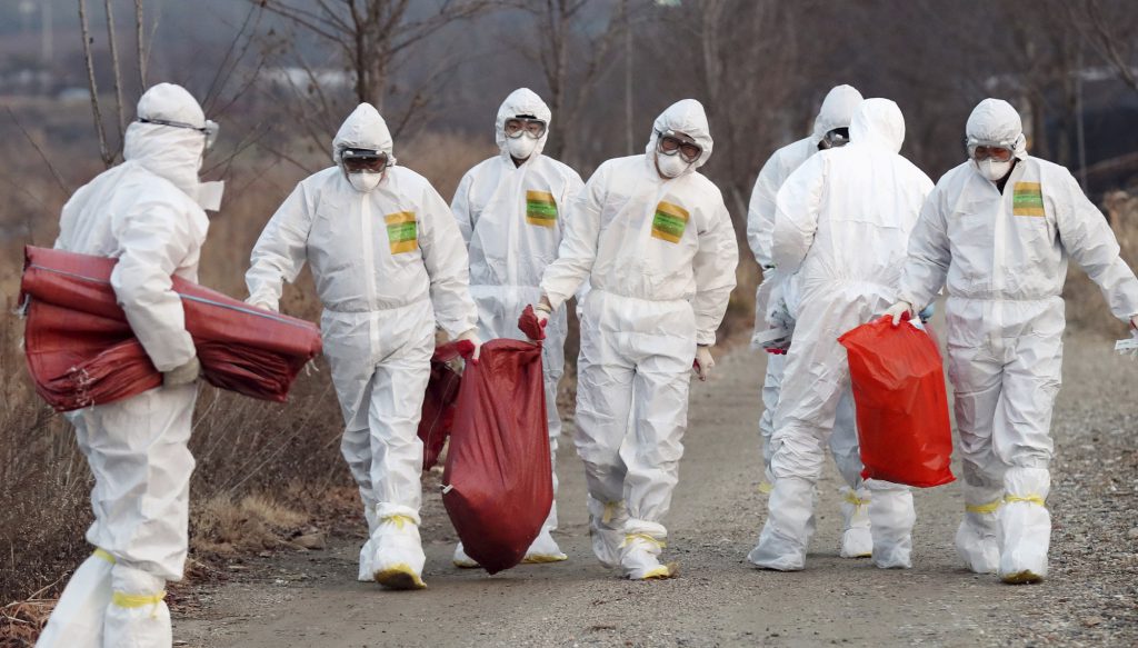 Bird flu cull in Europe