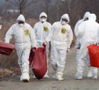 More severe strain of bird flu wreaks havoc in China