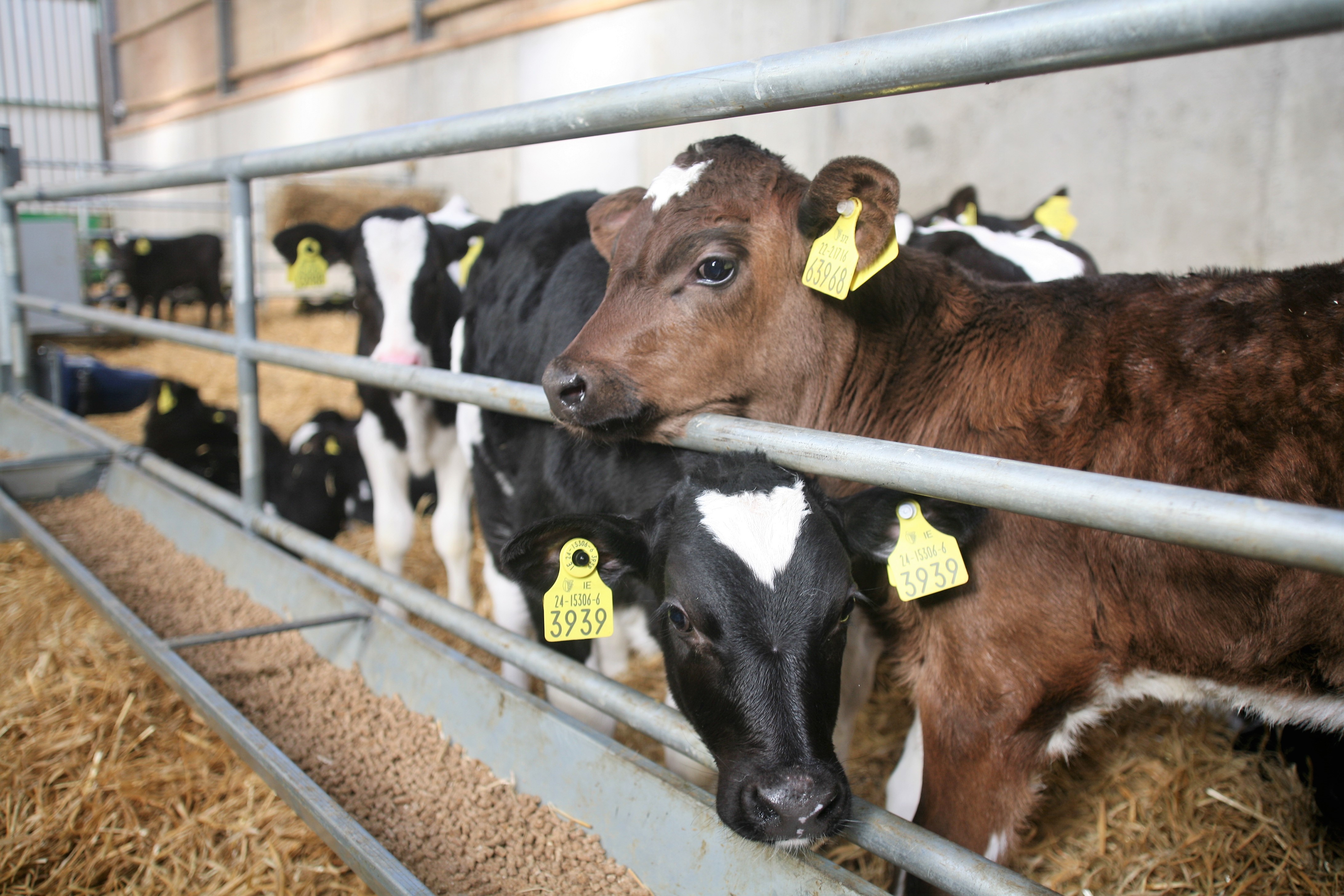 pneumonia BVD, calves, live export