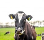 Grass advice: How to balance intake, utilisation and soil damage
